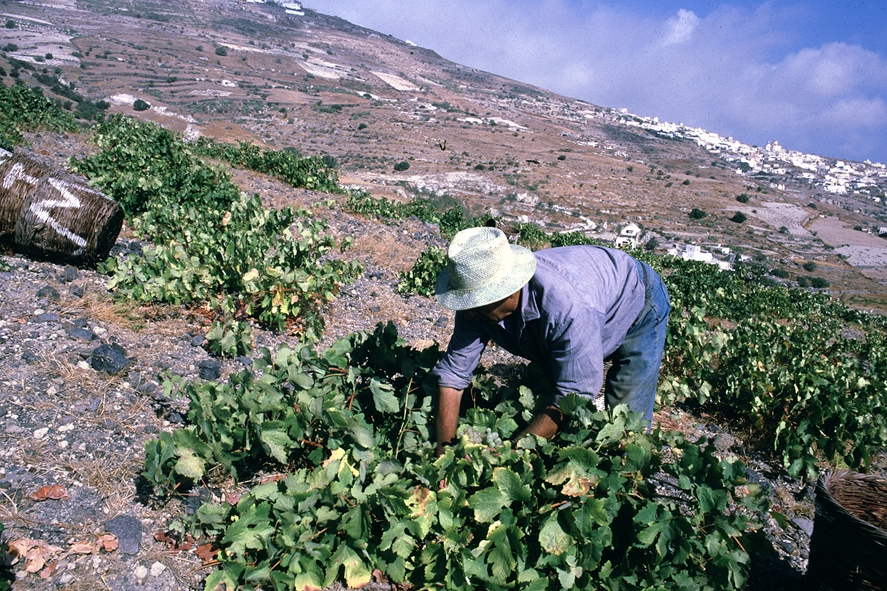 Assyrtiko Wild Ferment 2018 - GAIA